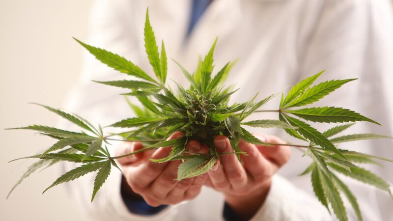 Why You Should Purchase Medical Marijuana at a Licensed Dispensary