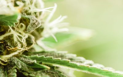 Understanding How a Medical Marijuana Dispensary Biloxi MS Supports Local Health